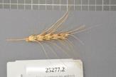 Click for 1 image(s) for this accession. Spike